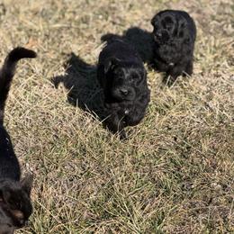 Girl 5 - Black female Giant Schnauzer puppy in Bois D’arc, Missouri from Down Low Kennels