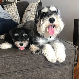 Miniature Schnauzer Puppies from A'Lord dog grooming
