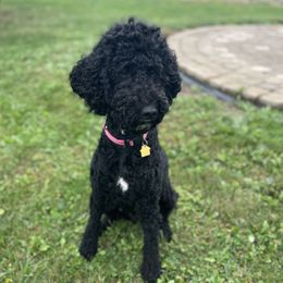 Nellie - Poodle