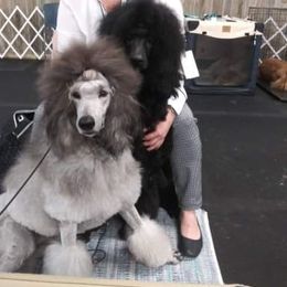 Poodle Puppies from Standard Poodles of Forest Lakes