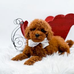Eve - Red  female Goldendoodle puppy in North Carolina from NC Doodle Puppies