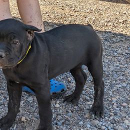 Girl 1 - Black Cane Corso puppy in Los Lunas, New Mexico from Top Gun Kennels NM