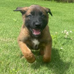 Sokka - Mahogany male xDutch Shepherd puppy in Chelsea, Alabama from Alliance K9