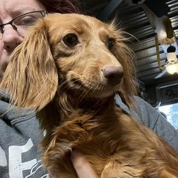 Chick O Stick - Dachshund
