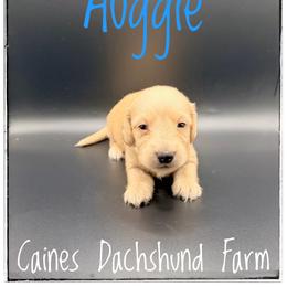 Auggie - Cream male Dachshund puppy in Cincinnati, Ohio from Caines Dachshund Farm