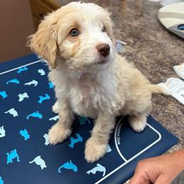 Bronco - Yellow and white male Bernedoodle puppy in Campbellsville, Kentucky from Blue Belle Hills Bernedoodles