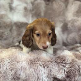 Henry (Cheddar) - Cream male Dachshund puppy in Lincoln, California from ForeversEdge Doxies