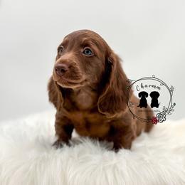 Harley - Chocolate male Dachshund puppy in Litchfield, Illinois from Charmm Dachshunds