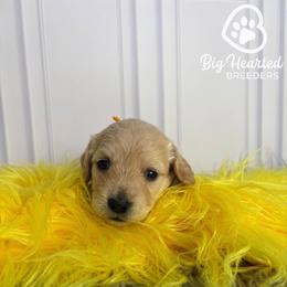 Marvel - White female Companion Cross puppy in Utah County, Utah from Big Hearted Breeders