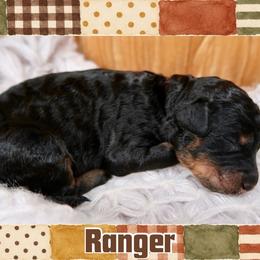 Ranger - Phantom male Bernedoodle puppy in Bowling Green, Ohio from Windy Creek Doodles