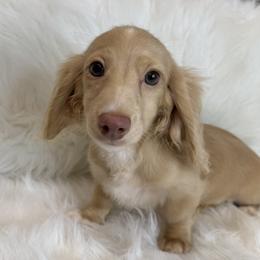 Girl 2 - female Dachshund puppy in Middleboro, Massachusetts from Eastern Juniper Dachshunds