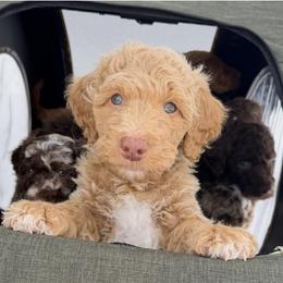 Plaid Tartan - Apricot male Goldendoodle puppy in Garland, Texas from Twilight Doodles