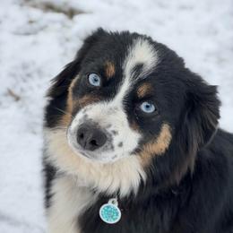 Starling - Toy Australian Shepherd