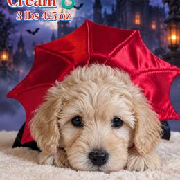 Bran - Cream male Goldendoodle puppy in Rockledge, Florida from Bellady's Shihpoos