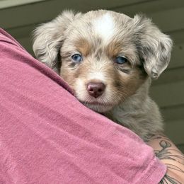 Girl 4 - Red merle female Miniature Australian Shepherd puppy in Romney, West Virginia from South Branch Mini Aussies