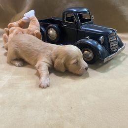 Nemo - Red male Dachshund puppy in Smicksburg, Pennsylvania from TLC Dachshunds