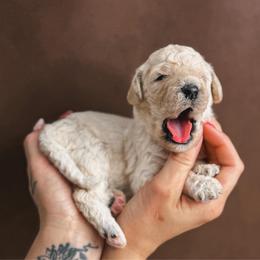 Lily - Cream female Poodle puppy in Midwest City, Oklahoma from Strawberry Hill Puppy Patch