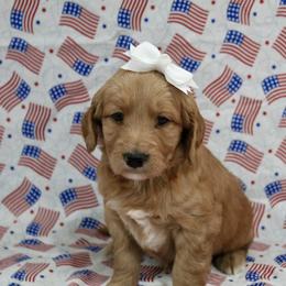 Goldie - Red  female Goldendoodle puppy in Yukon, Oklahoma from Silver Barn Doodles