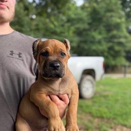 Blue - Red male Cane Corso puppy in Opelousas, Louisiana from Azelees Cane Corso