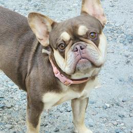 French Bulldog puppies from Sweet Carolina Kennel