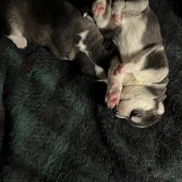 Goldendoodle and Siberian Husky Puppies from All American Pups