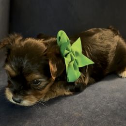 Yorkshire Terrier puppies from Rosenthal Yorkies