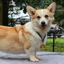 Rosie - Pembroke Welsh Corgi