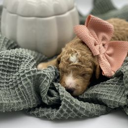 Girl 3 - Red  Goldendoodle puppy in Blanchard, Oklahoma from I Dream of Doodles