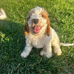 Zuma - Parti male Goldendoodle puppy in Roseville, California from Luna Snickerdoodles