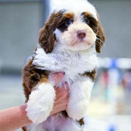 Donkey - Chocolate merle male Bernedoodle puppy in Dundee, Ohio from Down Home Doodle