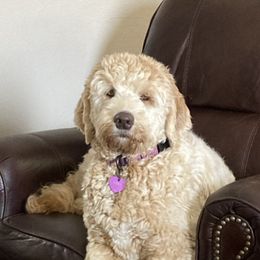 Labradoodles from River Run Labradoodles