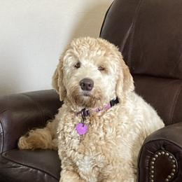 Labradoodles from River Run Labradoodles