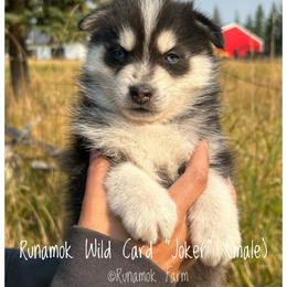 Runamok Wild Card - Joker - Wolf sable male Pomsky puppy in St. Maries, Idaho from Runamok Farm