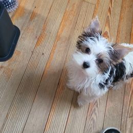 Yorkshire Terrier Puppies from Rosey’s Yorkies