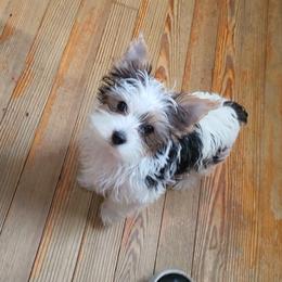 Yorkshire Terrier Puppies from Rosey’s Yorkies