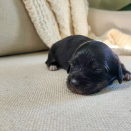 Dorothy - Black and cream female Dachshund puppy in Dighton, Massachusetts from Powerdox Dachshunds