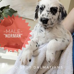 Norman- Red - White and black male Dalmatian puppy in Hiawatha, Iowa from 10 Spot Dalmatians