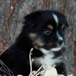 Australian Shepherds, Miniature Australian Shepherds, and Toy Australian Shepherds from Circle JTS Ranch