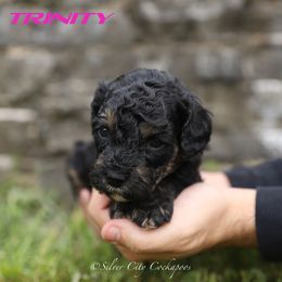 Trinity - Black and tan female Cockapoo puppy in Canastota, New York from Silver City Cockapoos