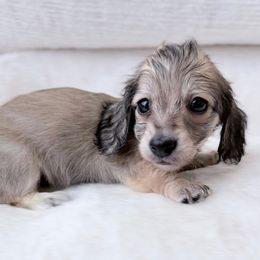 Leland - Cream male Dachshund puppy in Richmond, Virginia from Irresistible Dachshunds & Cavaliers