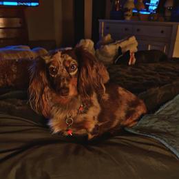 Wren - Dachshund
