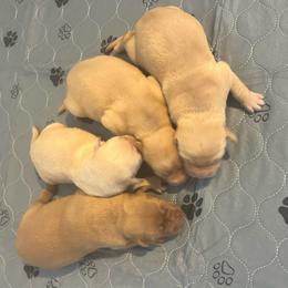 4th pick - Yellow female Labrador Retriever puppy in Four Oaks, North Carolina from TLC Retrievers