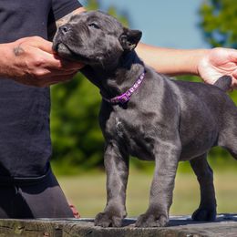 Cane Corso Puppies from Black Knight Cane Corso