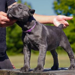 Cane Corso Puppies from Black Knight Cane Corso