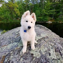 Berger Blanc Suisse and White Shepherd Puppies from Starfyre Berger Blanc Suisse / White Shepherds