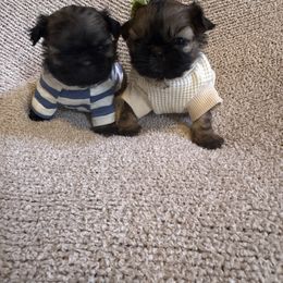 Millo - Red male Shih Tzu puppy in Big Sandy, Texas from Heart and Soul Shih Tzu