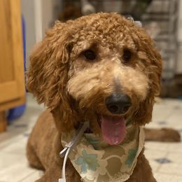 Goldendoodles from Mickey and Molly-Multi-Gen Goldendoodles
