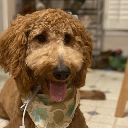 Goldendoodles from Mickey and Molly-Multi-Gen Goldendoodles