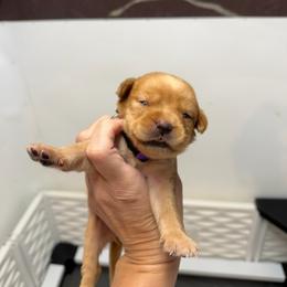 Karma Purple Collar - Yellow female Labrador Retriever puppy in Elloree, South Carolina from Moonlight Kennels LLC