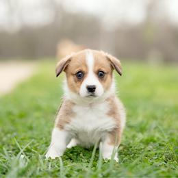 Pink Collar- Winnie - Sable female Pembroke Welsh Corgi puppy in Waverly Hall, Georgia from 6g Ranch Corgis